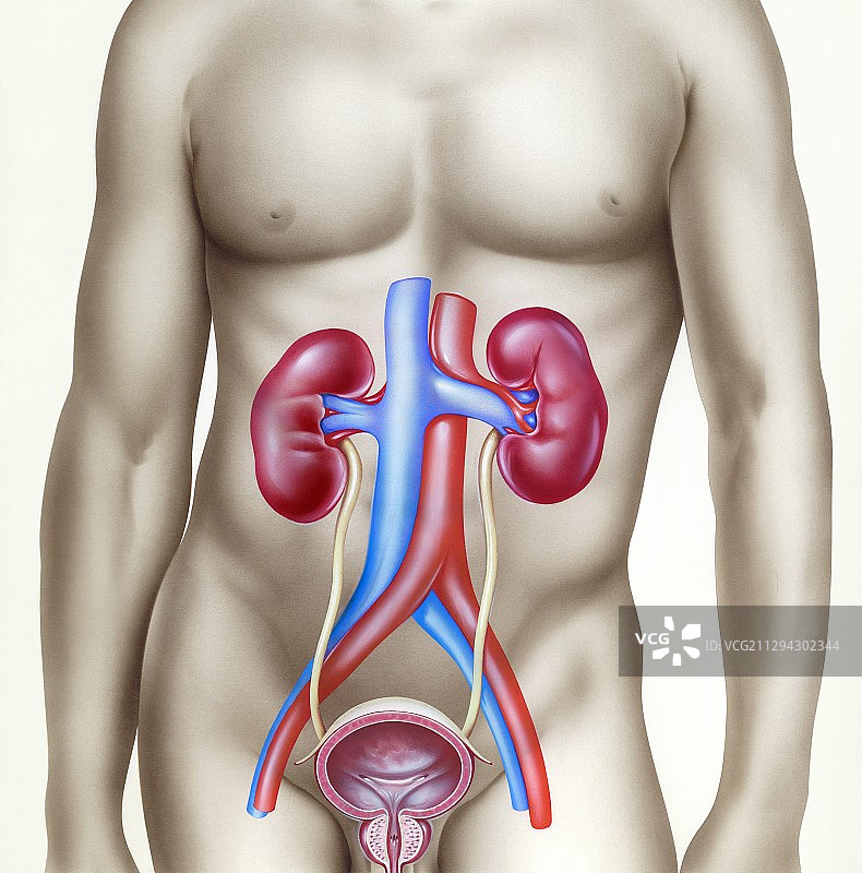 泌尿系统、插图图片素材