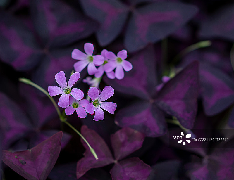 紫色小花图片素材