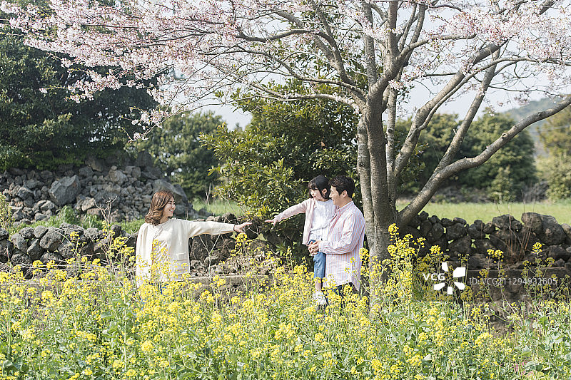 一家人走在樱花树下的油菜花上，父亲拥抱着女儿图片素材