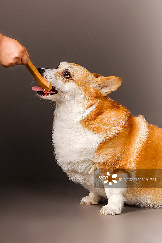 吃零食的威尔士柯基犬图片素材