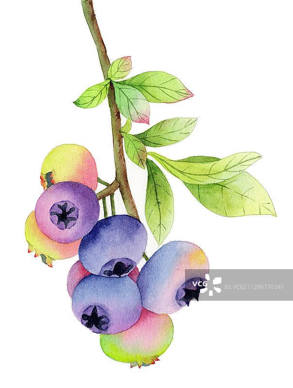 手绘水彩水果浆果蓝莓插画图片素材