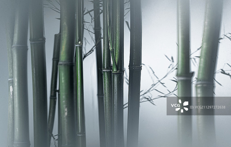 雾色中的竹林图片素材