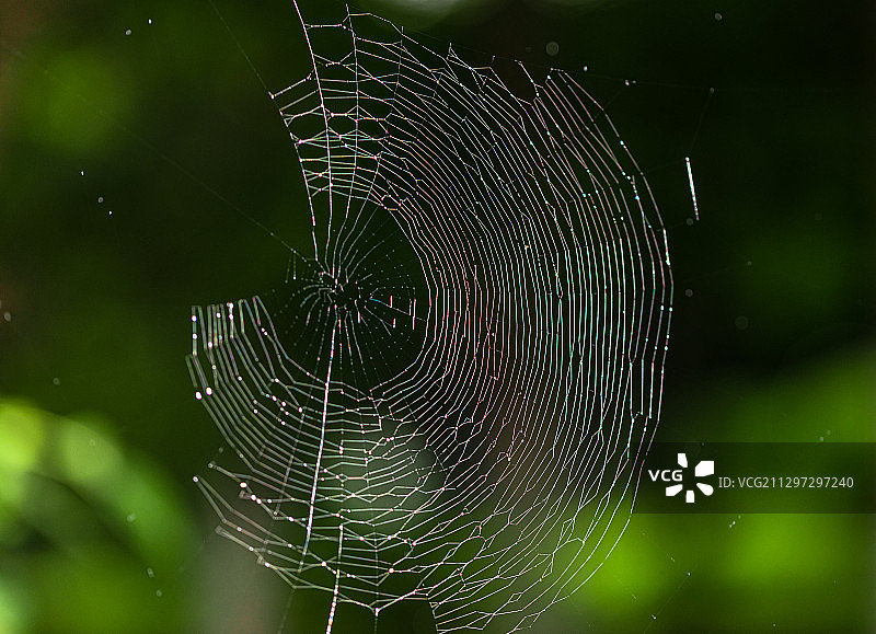 雨天的蛛蛛网图片素材