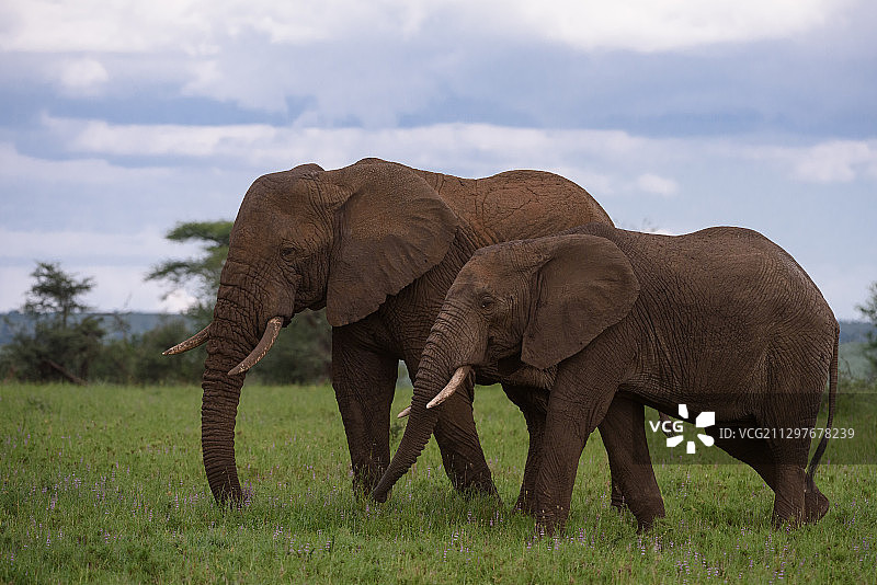 坦桑尼亚穆古穆，一只孤独的大象在非洲平原上吃草图片素材