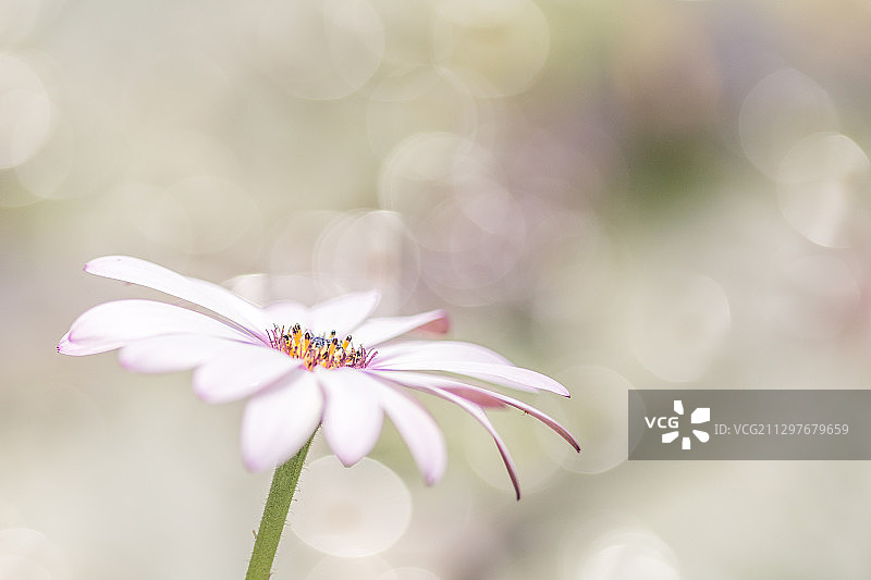 白色开花植物特写图片素材