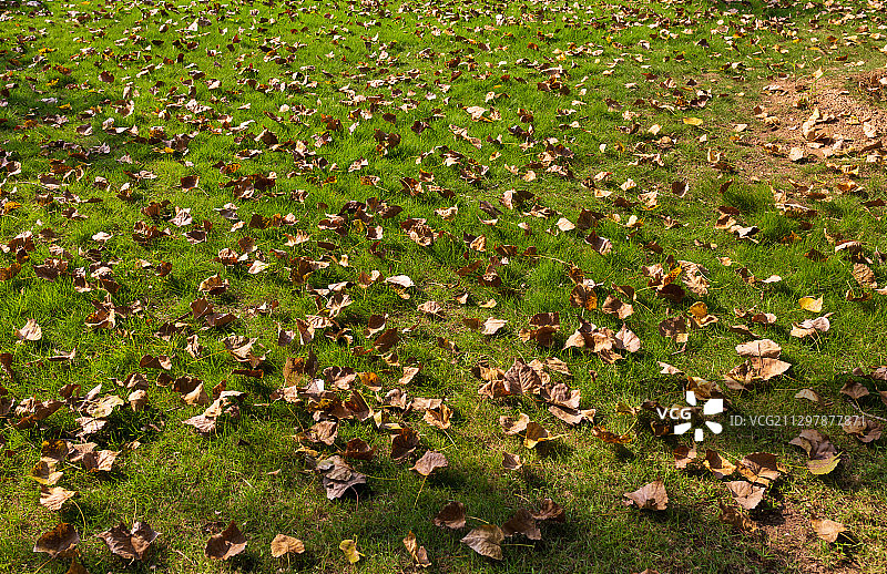 秋天铺满落叶的草地图片素材