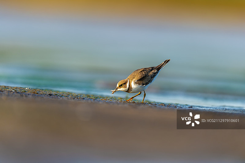 一只鹬鸟在浅滩觅食图片素材