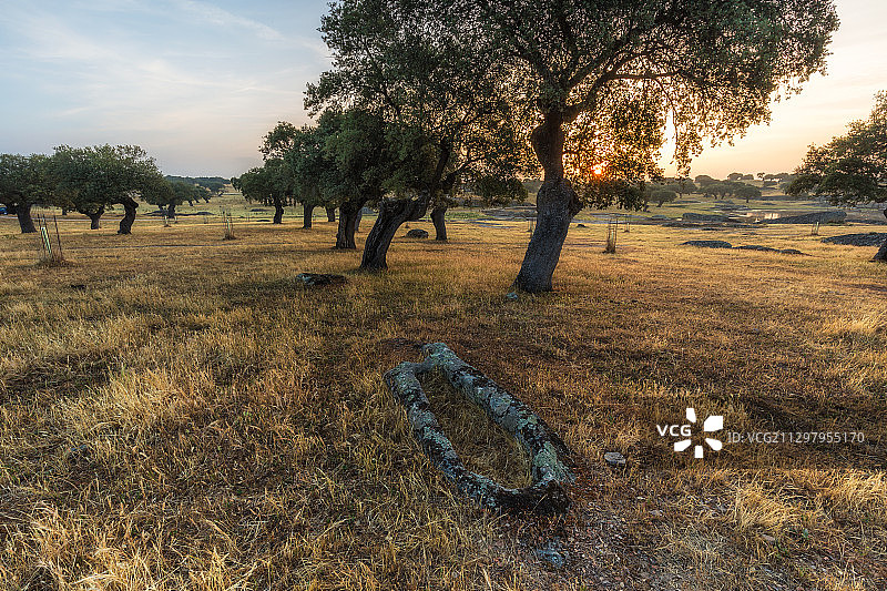 西班牙Arroyo de la Luz，日落时田野上的树木图片素材