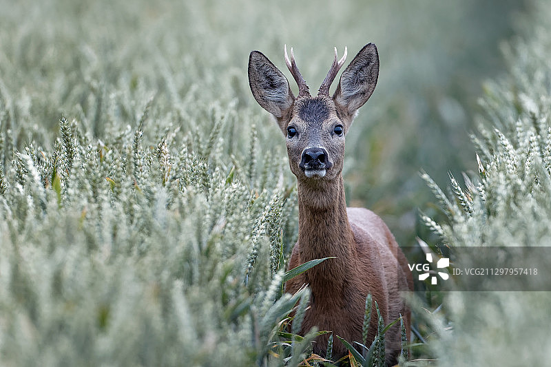 鹿在陆地植物中的肖像图片素材