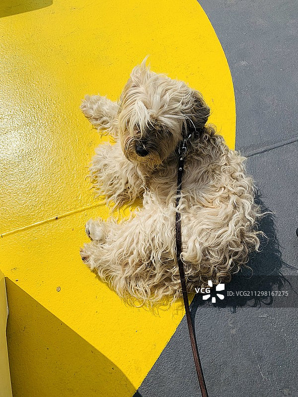 中国冠毛粉扑狗躺在地上，身上有一个黄色的斑点图片素材
