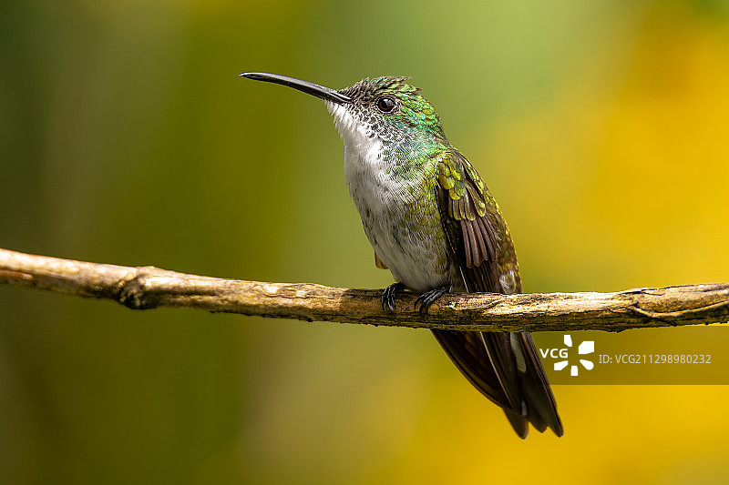 鸟栖息在树枝上的特写，阿里马，特立尼达和多巴哥图片素材