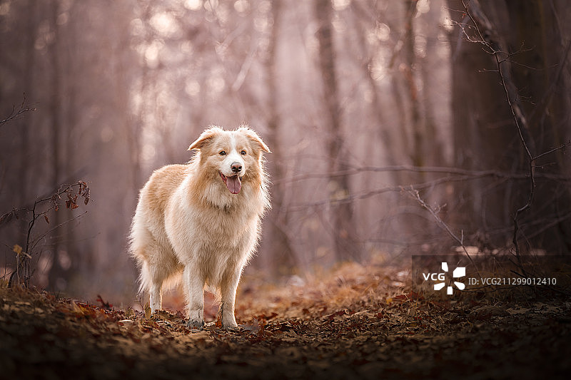 狗在秋天站在森林里的肖像图片素材