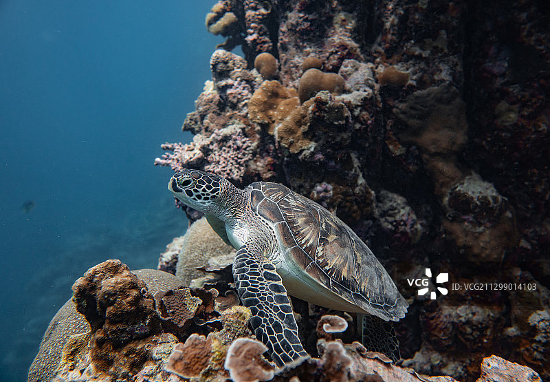 海龟在海里游泳的特写，Hithadhoo，马尔代夫图片素材