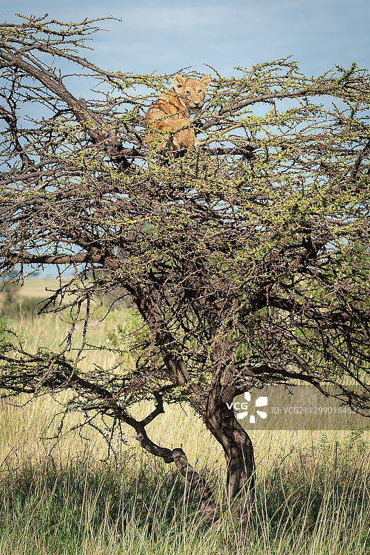 坦桑尼亚穆古穆田野上的樱花树图片素材