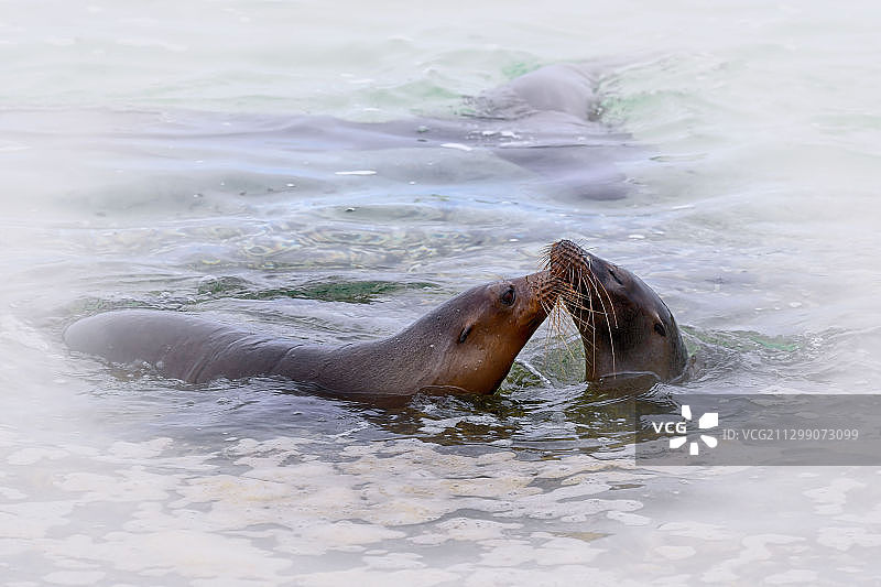 高视角的海豹在海里游泳图片素材