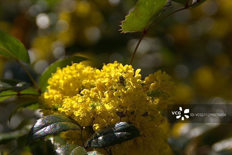 德国Zirndorf的黄色开花植物特写图片素材