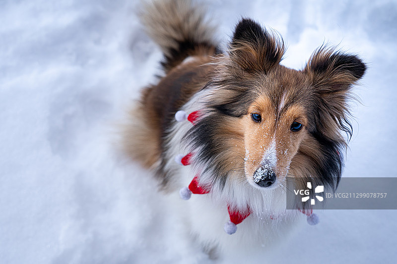 加拿大魁北克，雪地上的狗的特写图片素材