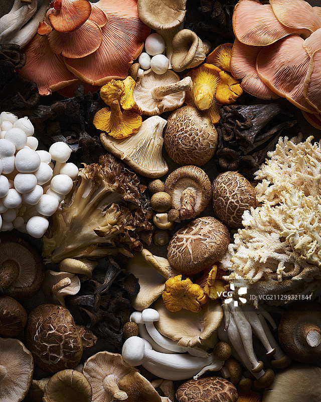 野生蘑菇品种图片素材