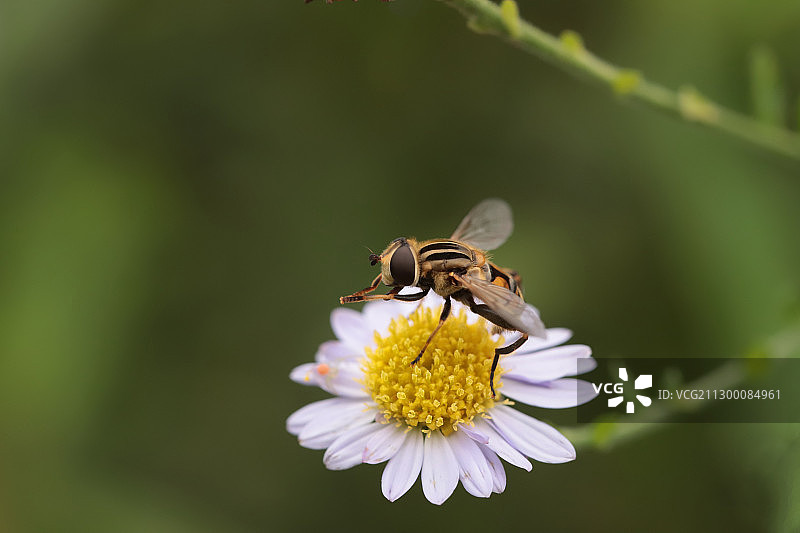 一只蜜蜂正在一朵雏菊上采蜜图片素材