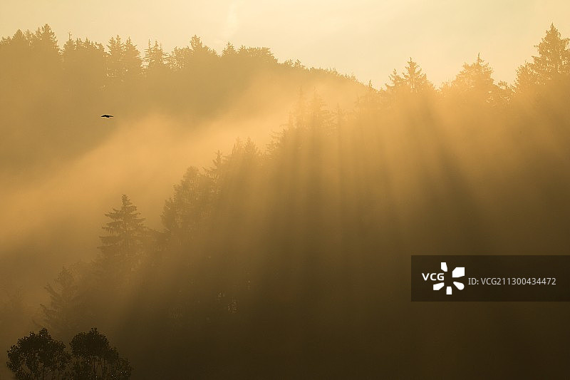 捷克共和国，晨曦中雾蒙蒙的森林图片素材