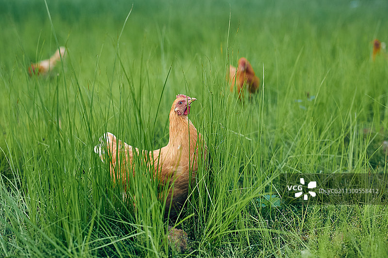 生态养鸡场图片素材