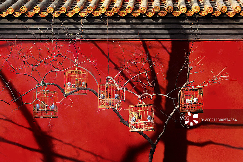 北京胡同里的民俗遛鸟图片素材