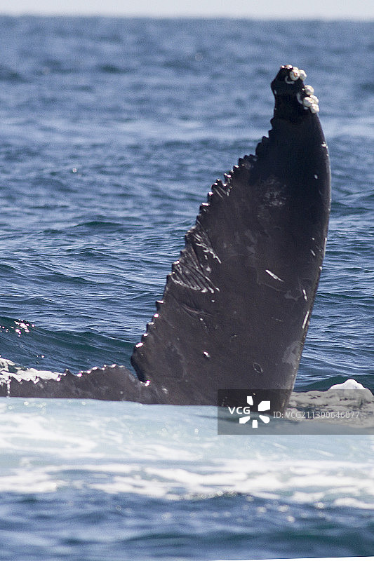 座头鲸侥幸图片素材