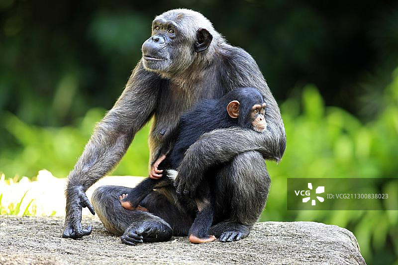 非洲黑猩猩，雌性成年黑猩猩和幼仔图片素材