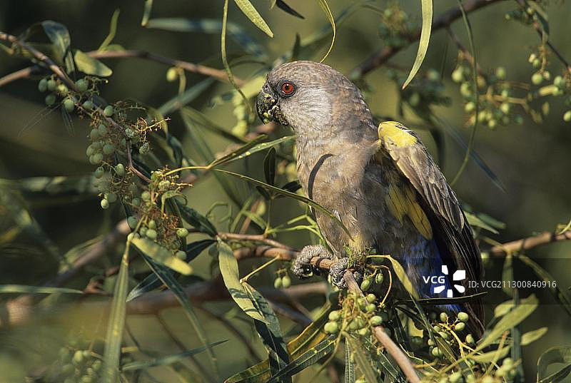 鲁佩尔的鹦鹉(Poicephalus rueppellii)，水堡生物圈保护区，纳米比亚，非洲图片素材
