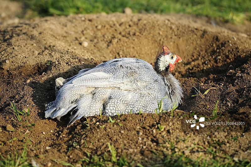 一只戴着头盔的珍珠鸡(Numida meleagris)正在挖一个睡觉时刮的洞图片素材