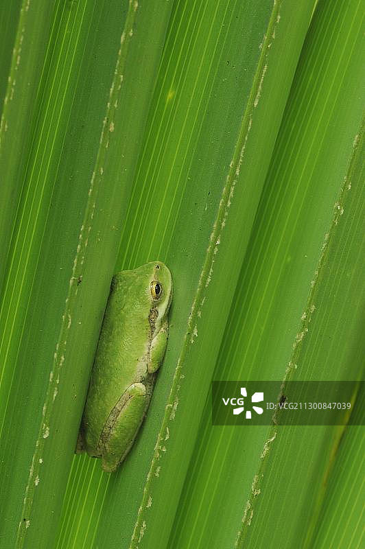 绿色树蛙(灰树蛙)，未成熟的睡觉在棕榈叶，Fennessey牧场，雷夫尼奥，海岸湾，德克萨斯州海岸，美国，北美图片素材