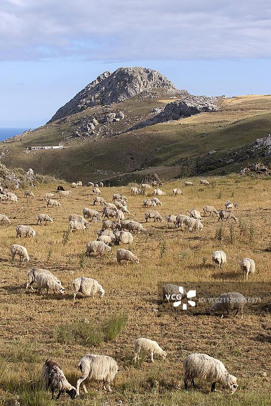 欧洲希腊克里特岛普拉基亚斯附近放牧的绵羊图片素材