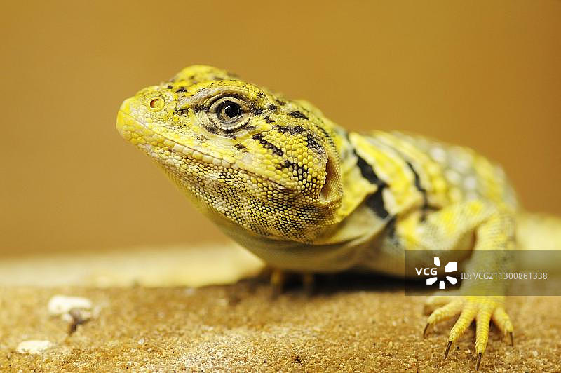 黄色的蜥蜴(鬣蜥科)图片素材