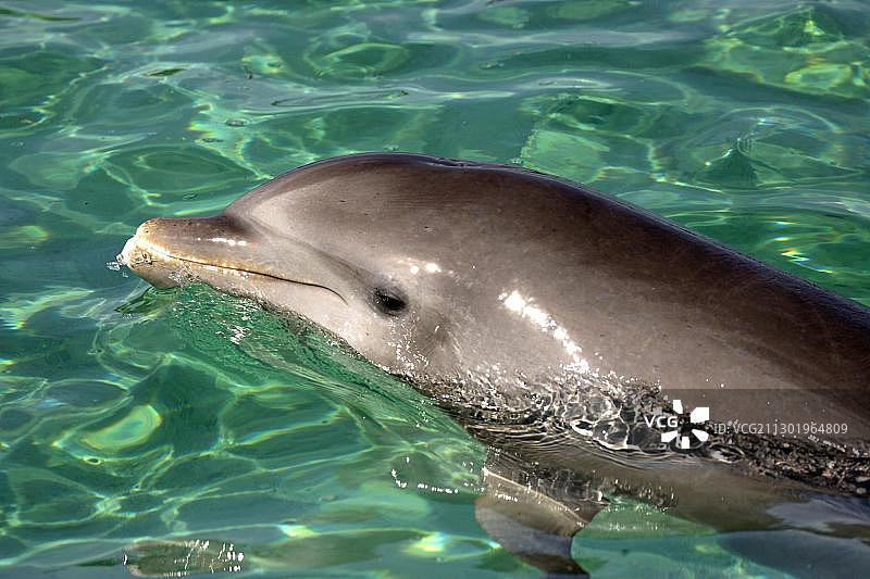 常见宽吻海豚(Tursiops truncatus)，肖像，加勒比，罗阿坦，洪都拉斯，中美洲图片素材