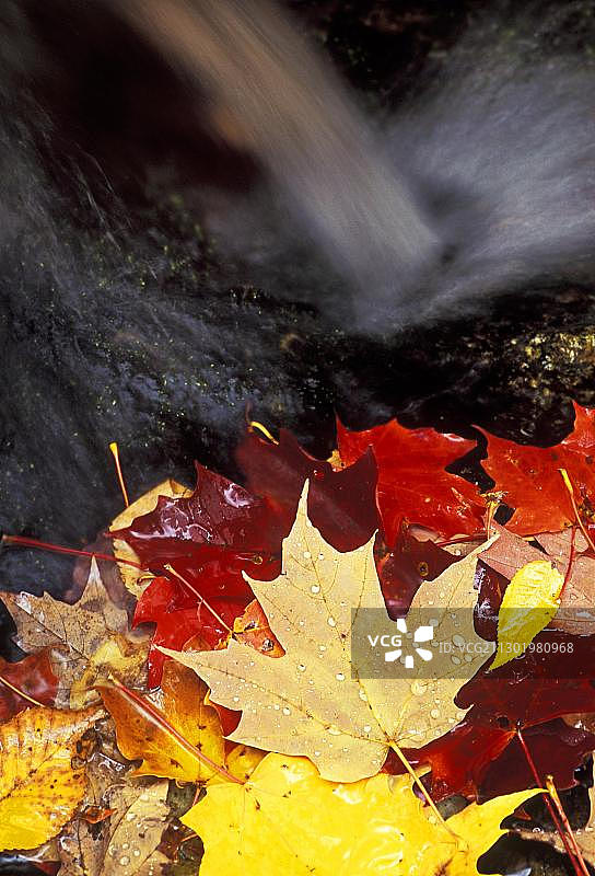 秋天彩色的糖枫叶(糖蜜槭)在瀑布的边缘，印度夏天在国家公园在魁北克，加拿大东部图片素材