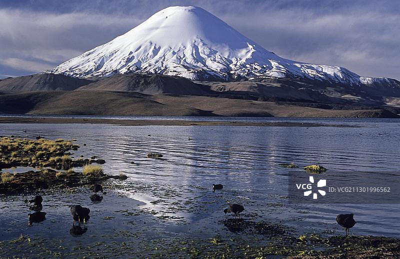 Parinacota火山(6342米)和Chungara湖，劳卡国家公园，智利，南美图片素材