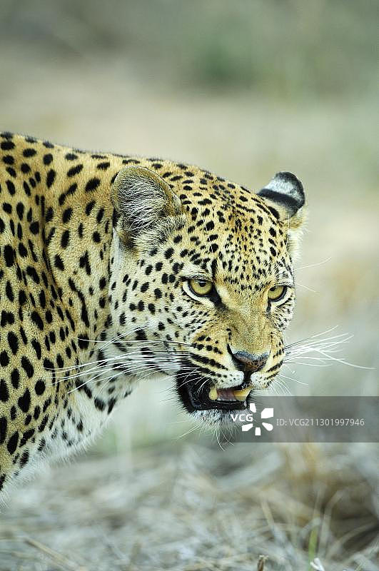 吐口豹(Panthera pardus)肖像图片素材