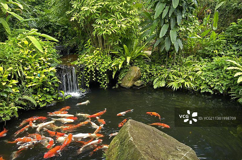泰国普吉岛的小池塘里的鱼图片素材