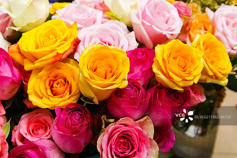 五颜六色的玫瑰花特写图片素材
