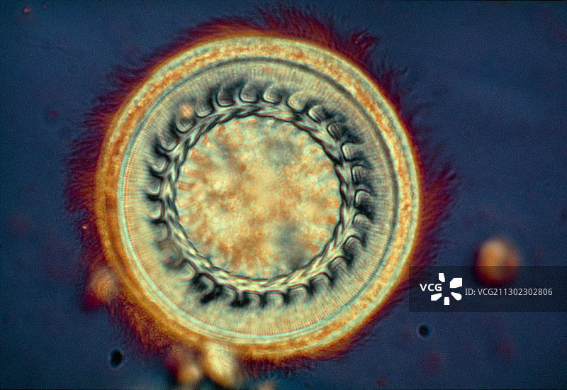 Trichodina寄生虫图片素材