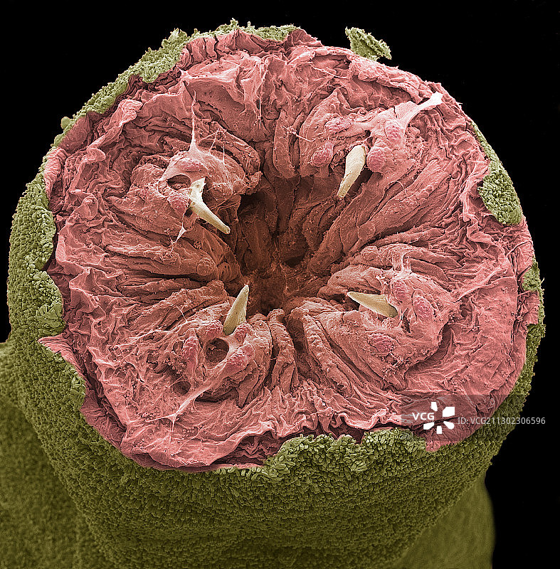 Ragworm嘴,扫描电镜图片素材
