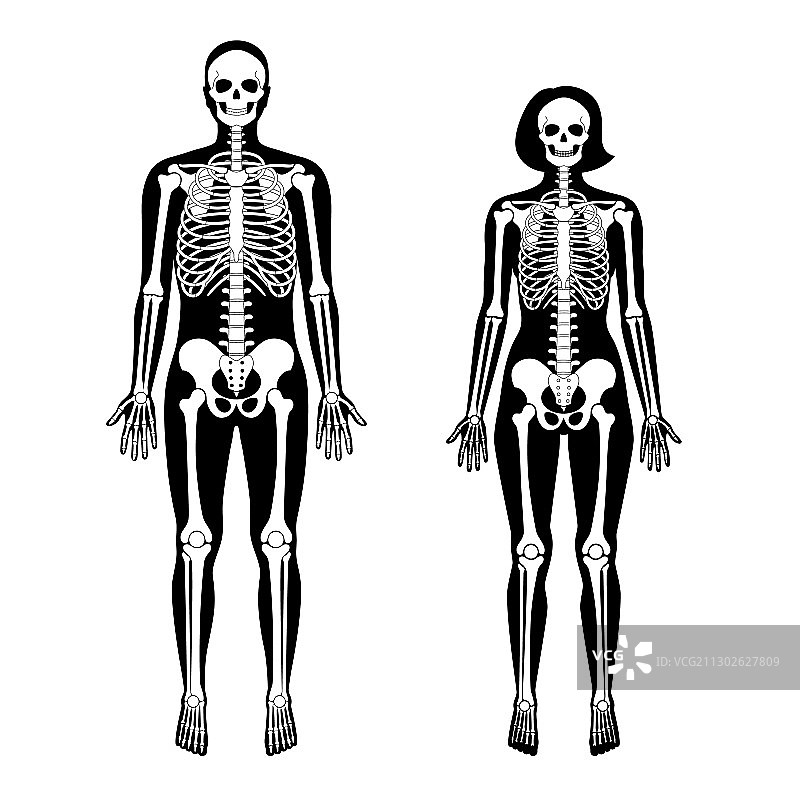 女人和男人的骨骼解剖学图片素材