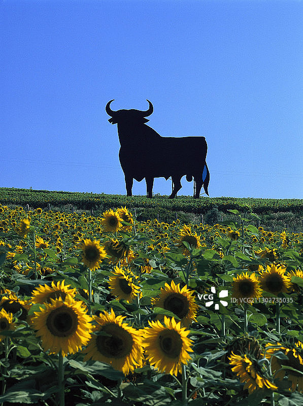 向日葵田和剪影的公牛在阳光下，加的斯，安达卢西亚，西班牙，欧洲图片素材