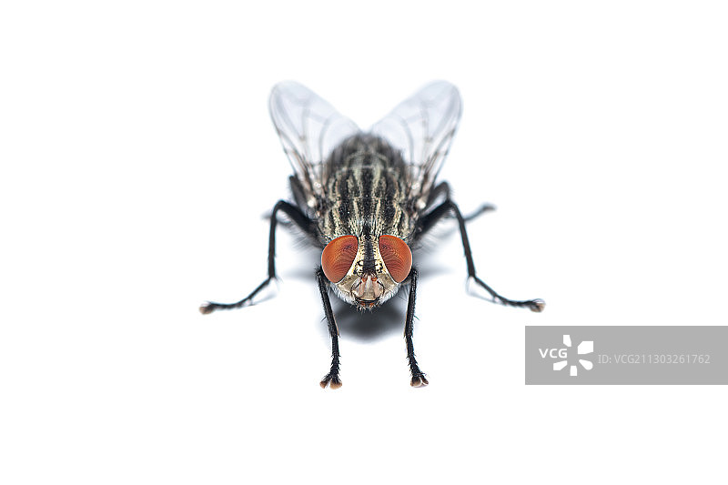 泰国，白色背景下的甲虫特写图片素材