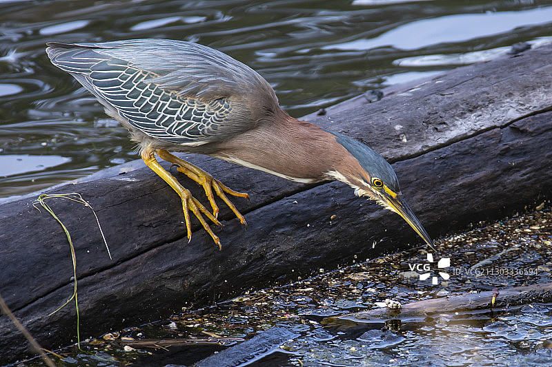 高角度的鸟栖息在原木湖，圣克鲁斯，加利福尼亚，美国，美国图片素材