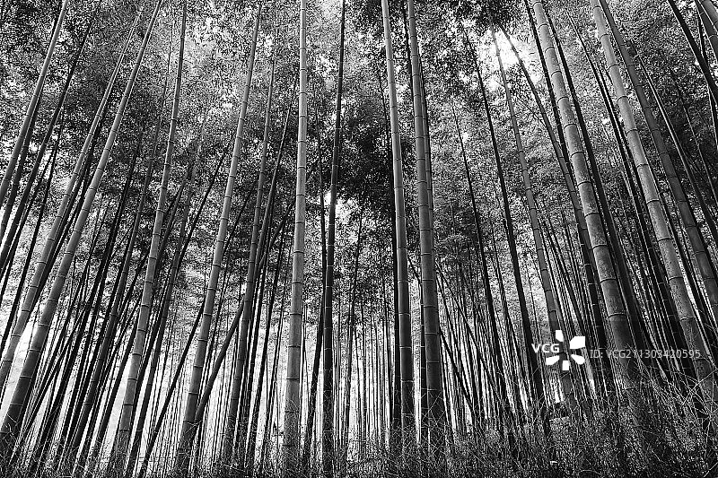 低角度的竹林，京都，日本图片素材