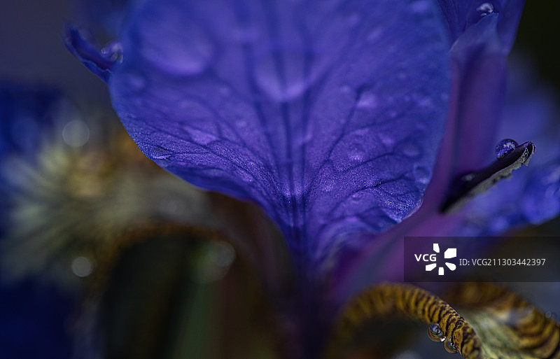 湿紫花特写，温哥华，不列颠哥伦比亚省，加拿大图片素材