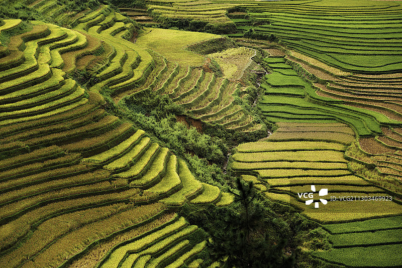 越南河江稻田的高角度视图图片素材