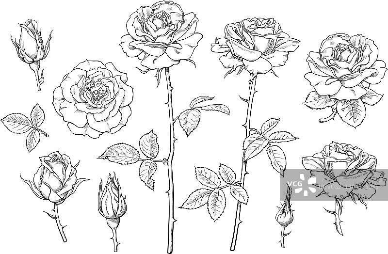 大的集合玫瑰花蕾，叶和茎图片素材