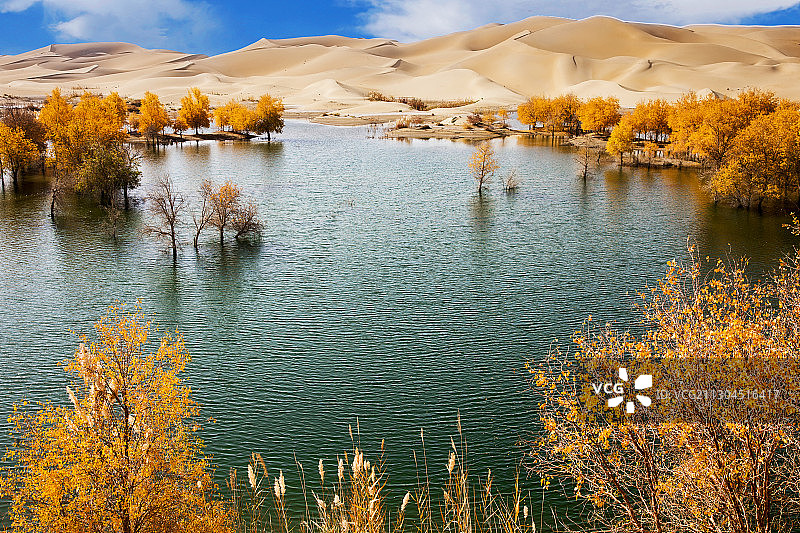 新疆塔克拉玛干罗泊湖胡杨林图片素材